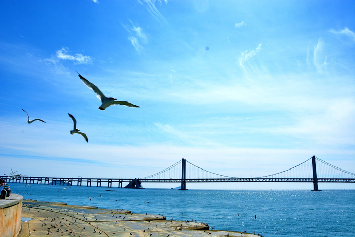 大连星海广场海鸥齐飞原创拍摄