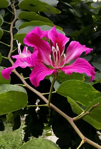 观海南花草树木