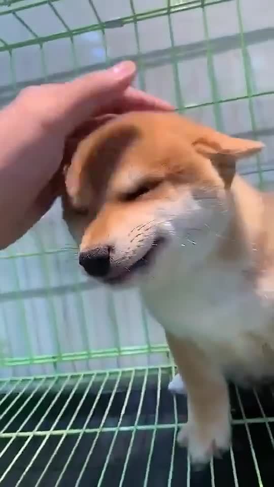 天呐萌死我了!会贱笑的飞机耳柴犬宝宝!