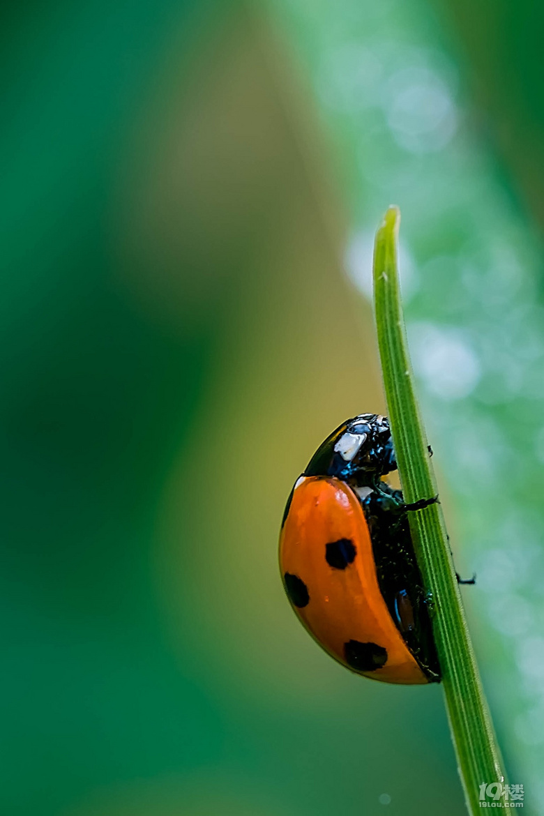 微视角——七星瓢虫-摄影部落-台州19楼