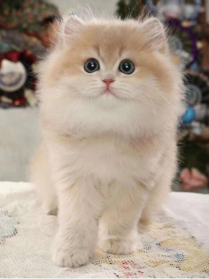 cy12  #紫金渐层  #紫金漸層  #紫金影  #英长紫金渐层猫  #紫金渐层