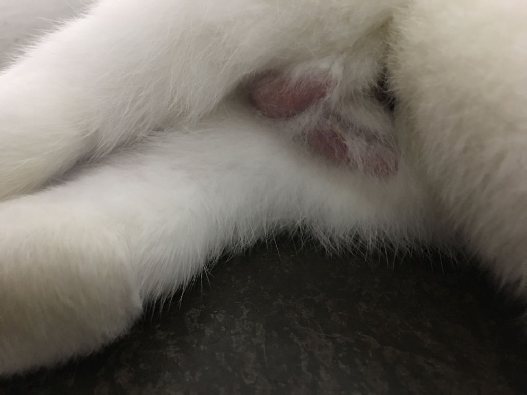 请问熊猫兔公兔下面红肿是怎么回事