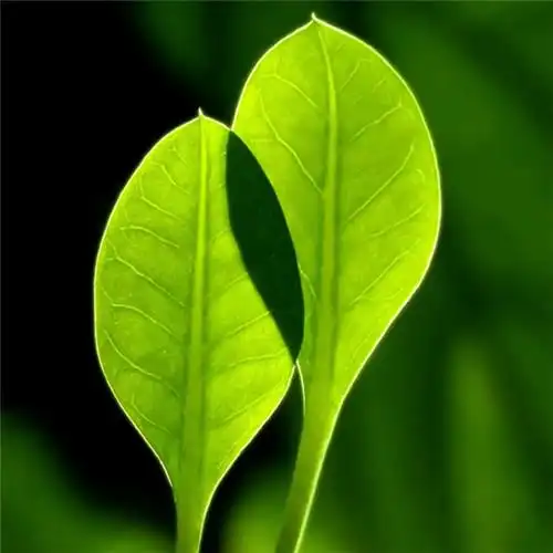 高清能带来好运的微信头像大全2021图片