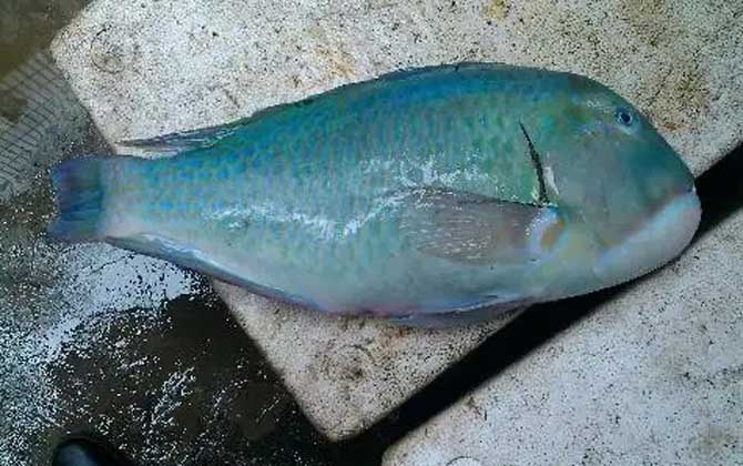 青衣鱼是什么鱼