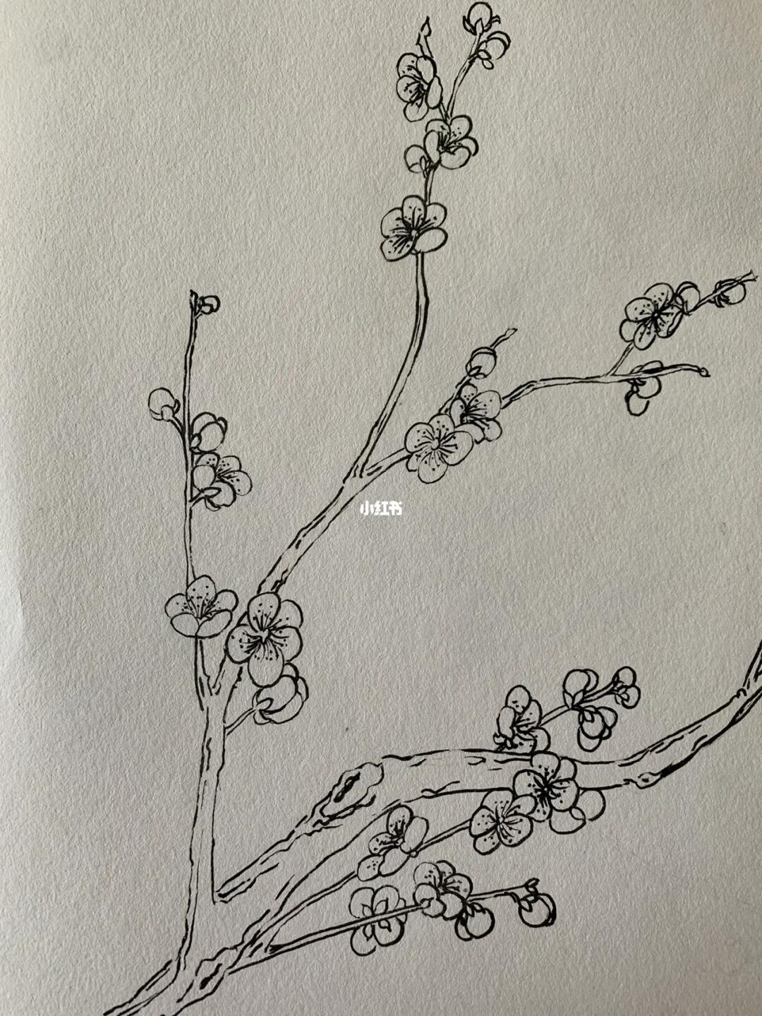白描花卉梅花