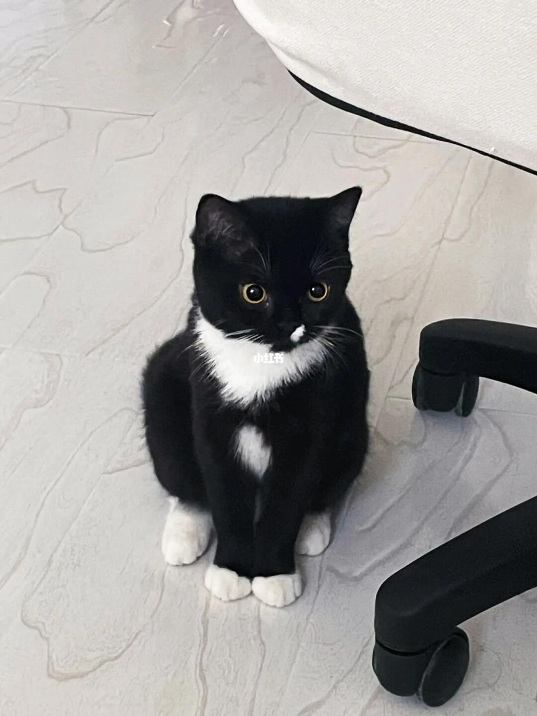 晒娃哈哈哈女鹅长大了英短和布偶的串!#猫咪日常#奶牛猫