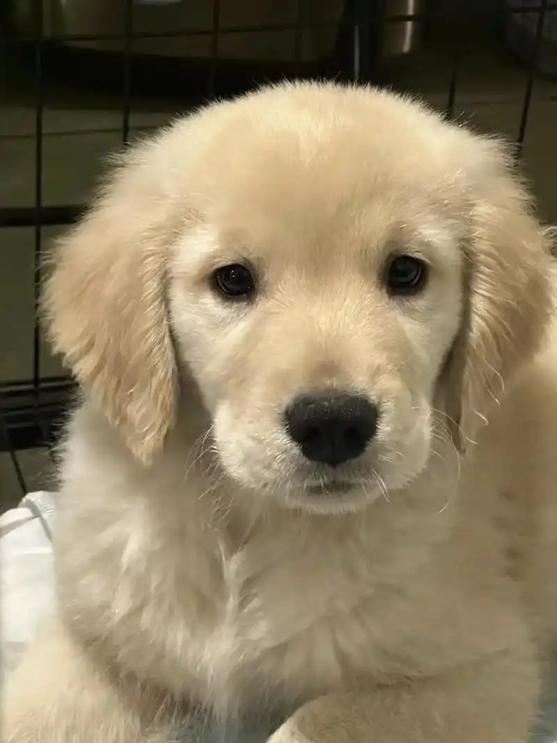 哈喽啊小金毛 #傻狗 #去汪星世界的狗狗 刚看到你的时候是多么可爱