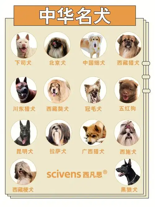 有一些在国际上知名度很高,如北京犬,中国冠毛犬,巴哥犬,松狮犬,沙皮