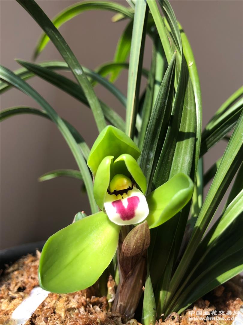 2020大富大贵-春兰篇-中国兰花交易网社区