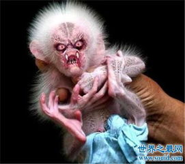 日本河童是什么