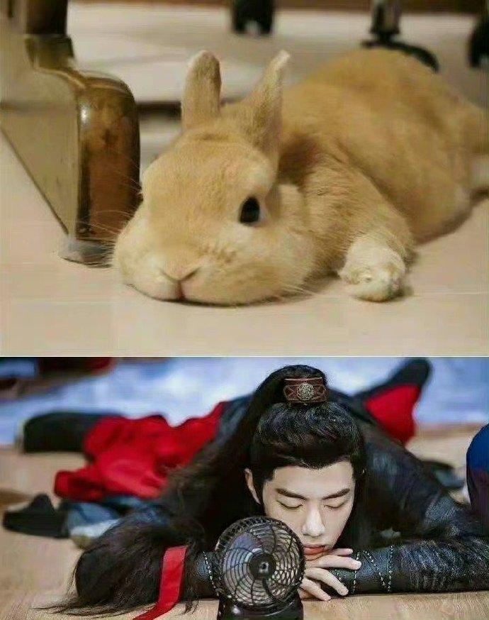 肖战好像长了兔耳朵#是不是肖战的兔兔本体要藏不住了呀～辣么可爱