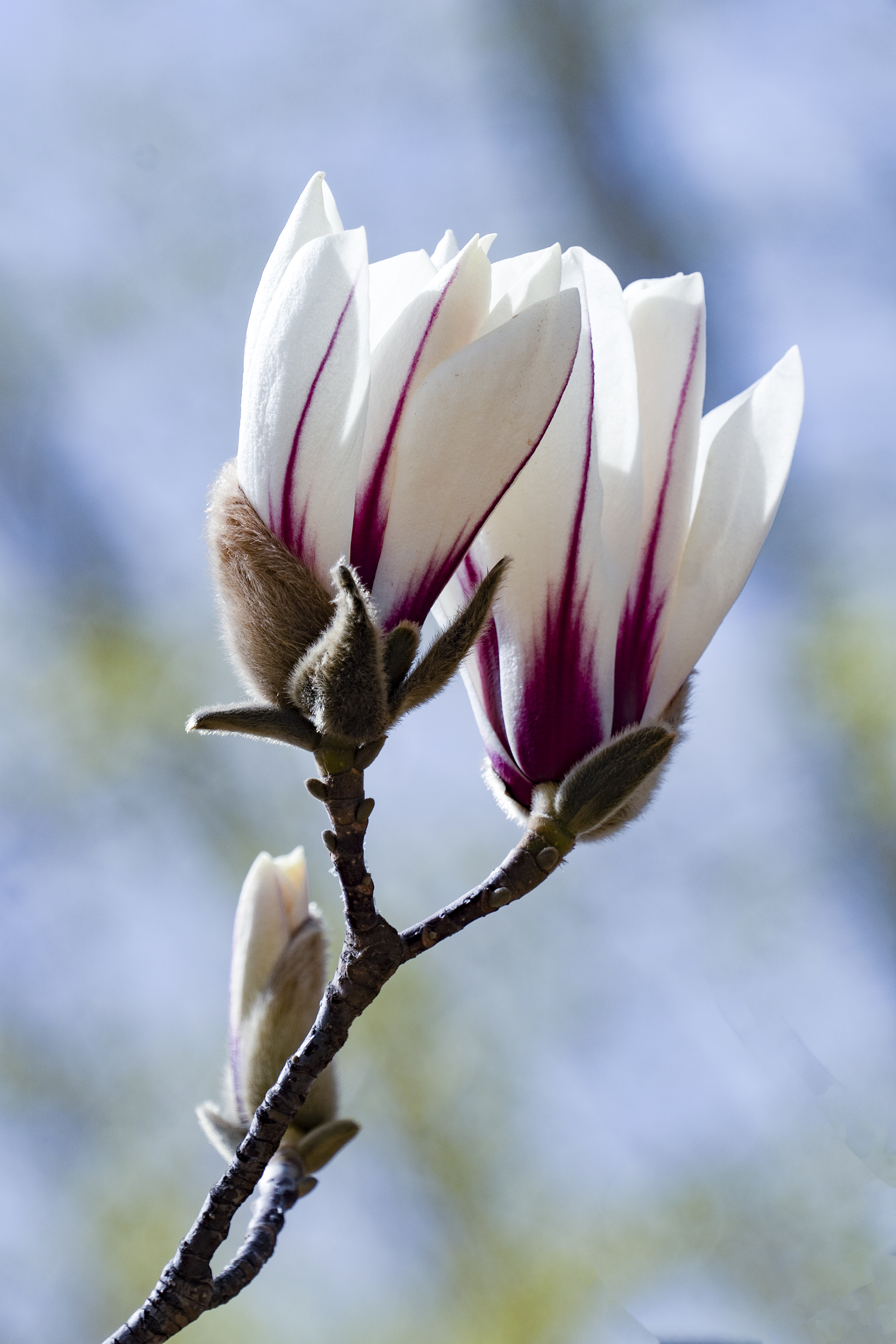 作为中国著名的花木种类,玉兰花盛开时的形状如同圣洁的莲花,花瓣向