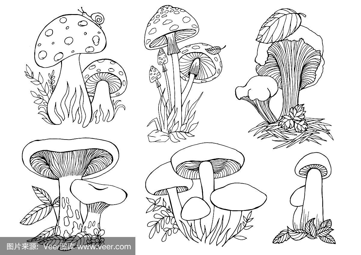 蘑菇.矢量插图手绘草图大纲集