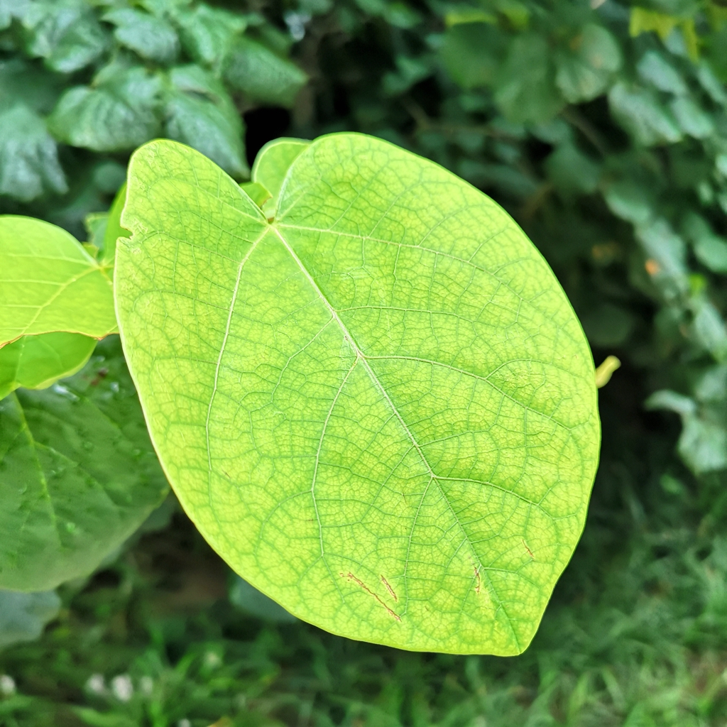 随手拍摄影团-紫荆树发新叶_随手拍-联想社区