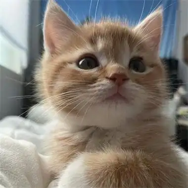 最新可爱猫咪头像超萌高清合集 与猫度过的时光从不会荒废