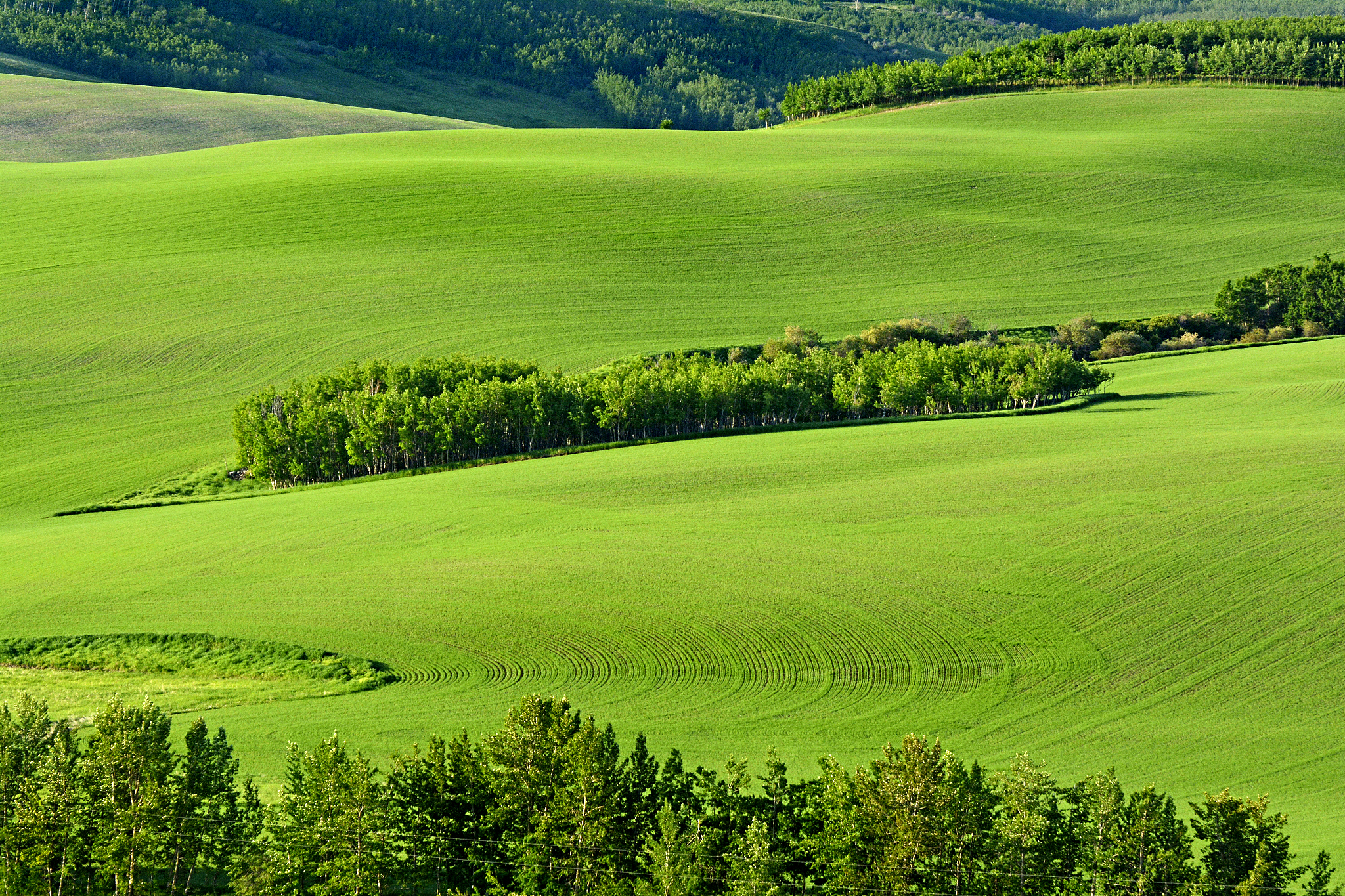嬉行记# 大草原上的风,吹过一望无际的绿色,让人心旷神怡.