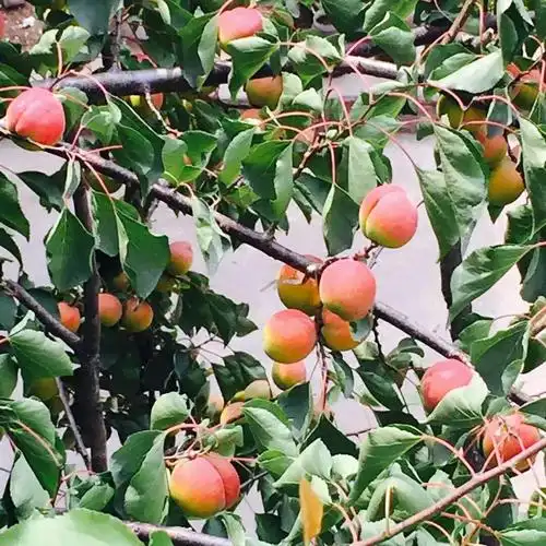 郊口纯天然野生山杏