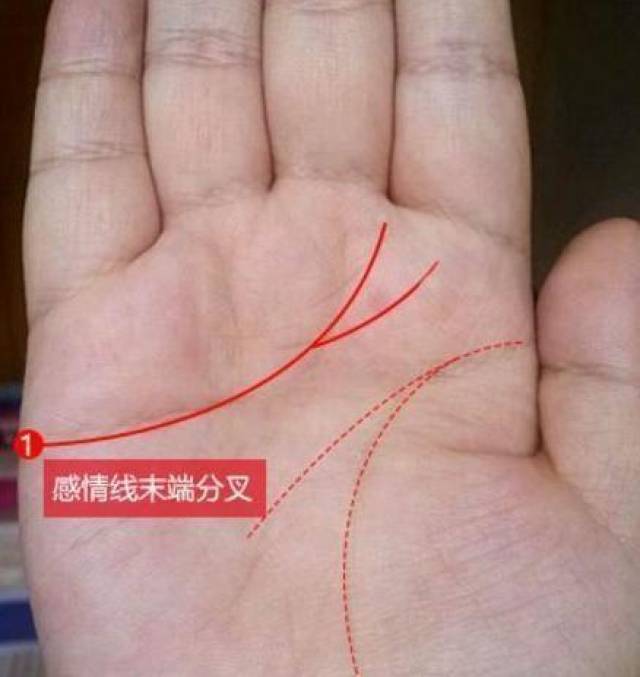 3你感情线末端分叉,奔向食指下方和食指与中指间,表示您的感情坚定