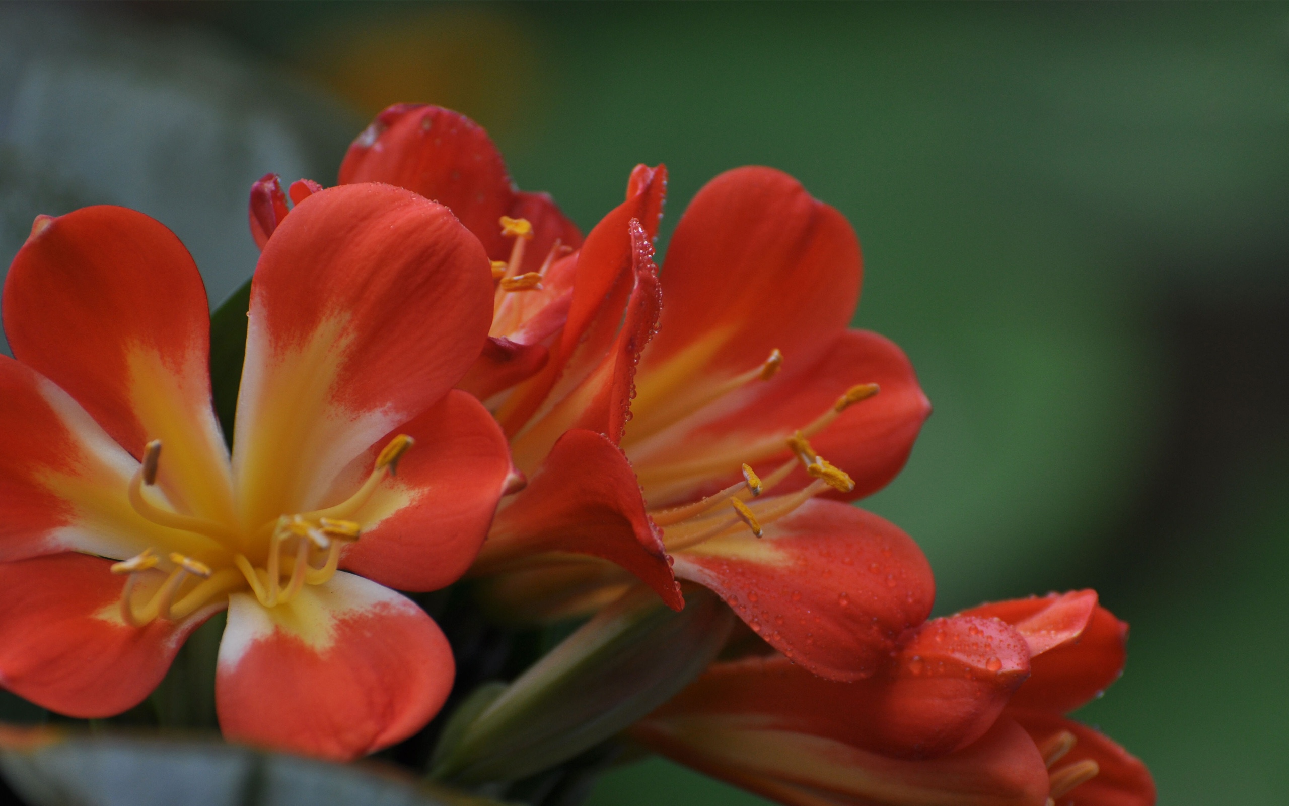 君子兰花图片高清电脑桌面壁纸