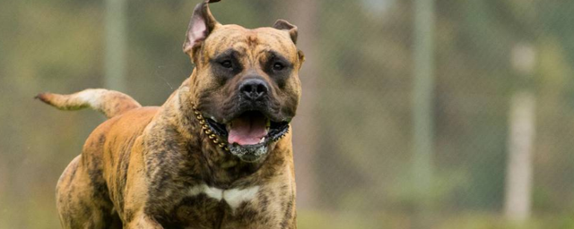 加纳利犬为什么咬主人?不是什么狗都适合饲养!