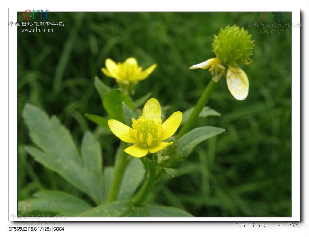 为毛茛科毛莨属的植物.多年生草本.须根伸长簇生.