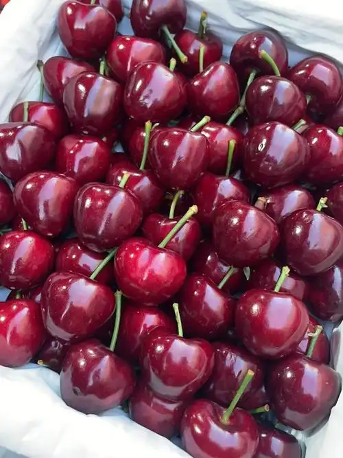 脆甜多汁美早大樱桃