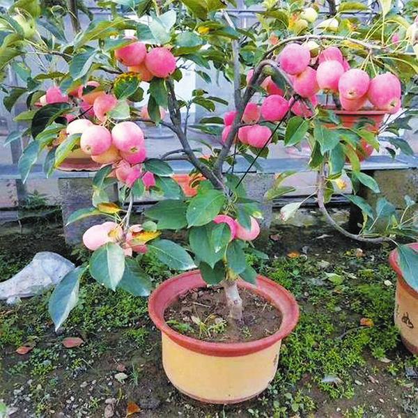 种植在阳台上,你可以选择让它攀爬到防盗网,也可以在花盆里插一根竹竿