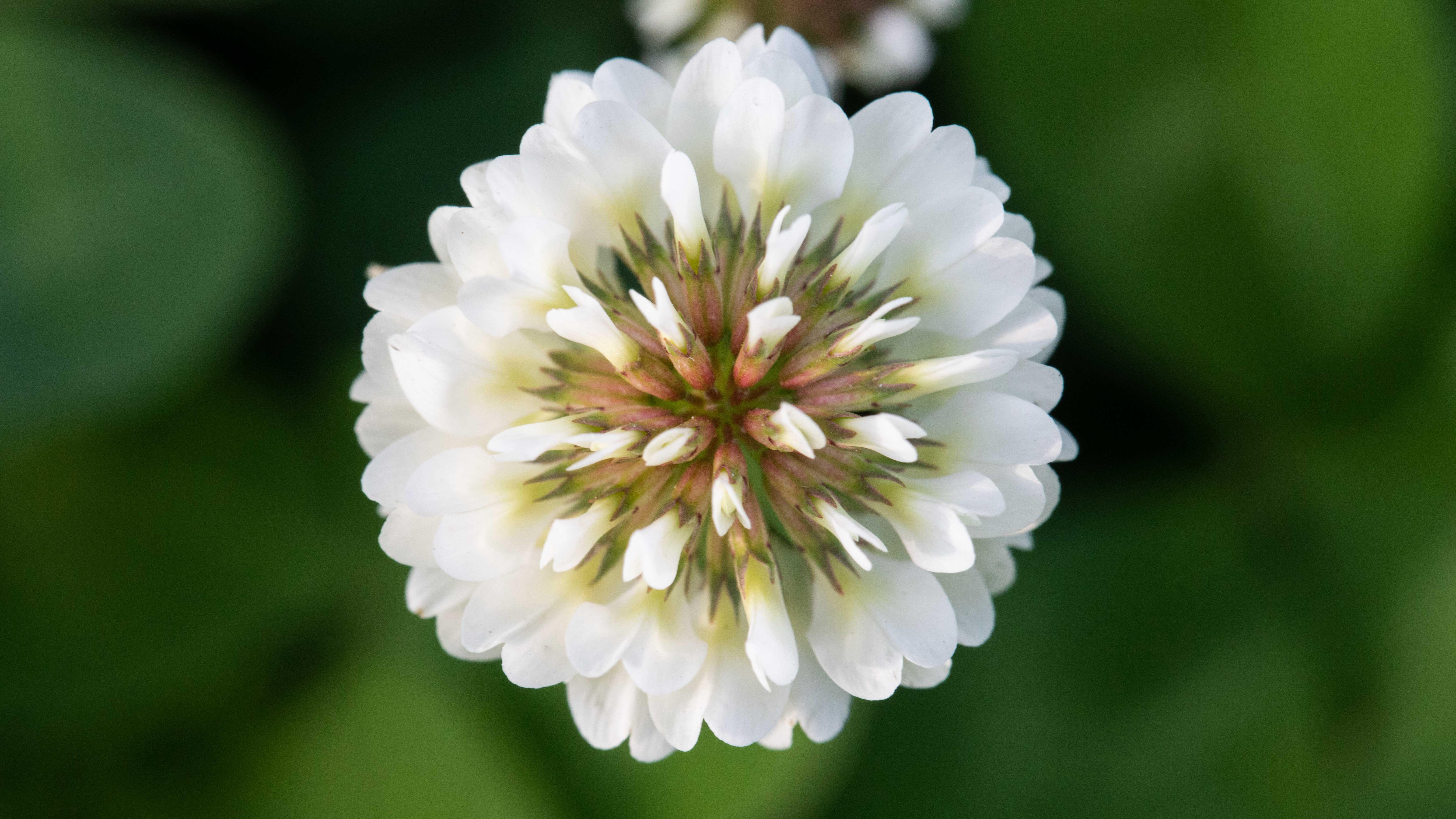 花大自然的馈赠