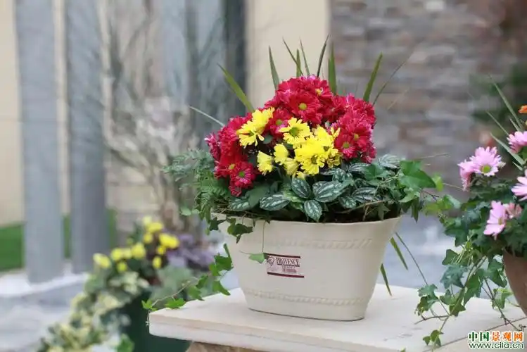 花卉组合盆栽.jpeg