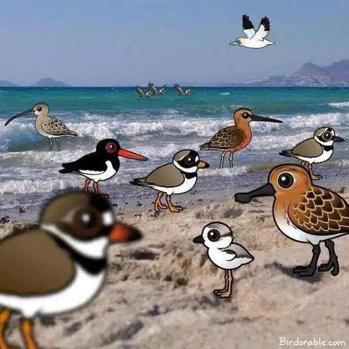 勺嘴鹬的喙可能不是勺子,而是锤子,过滤器或传感器