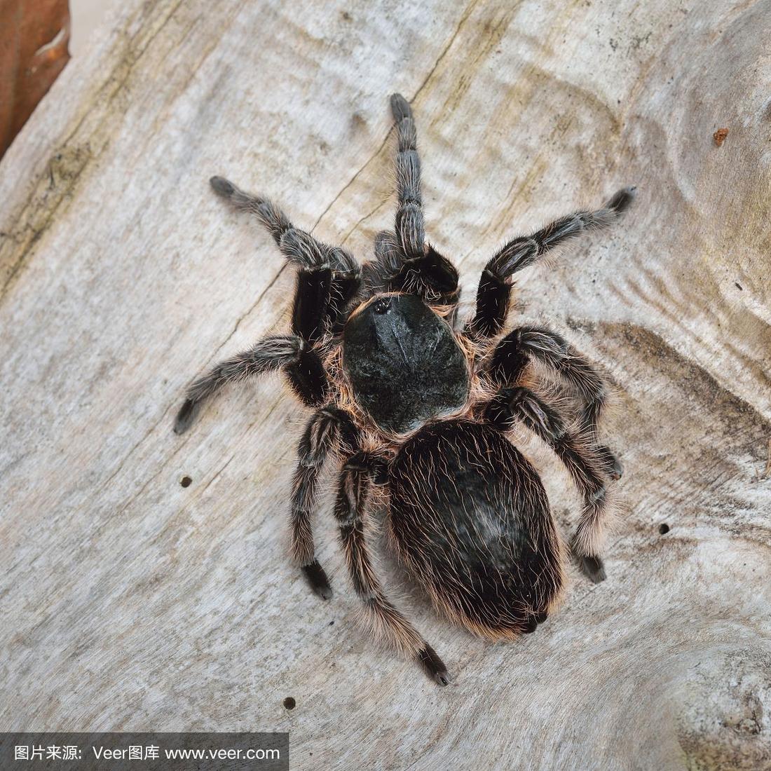 自然森林环境中的食鸟动物卷毛狼蛛.黑毛巨型蛛形纲动物.