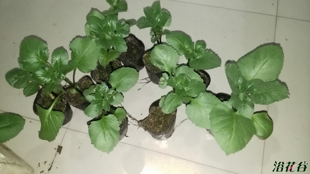 快递分享大丽花幼苗