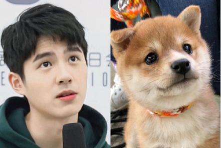 刘昊然录制综艺时被一群柴犬围堵,画风立马变成大型认亲现场