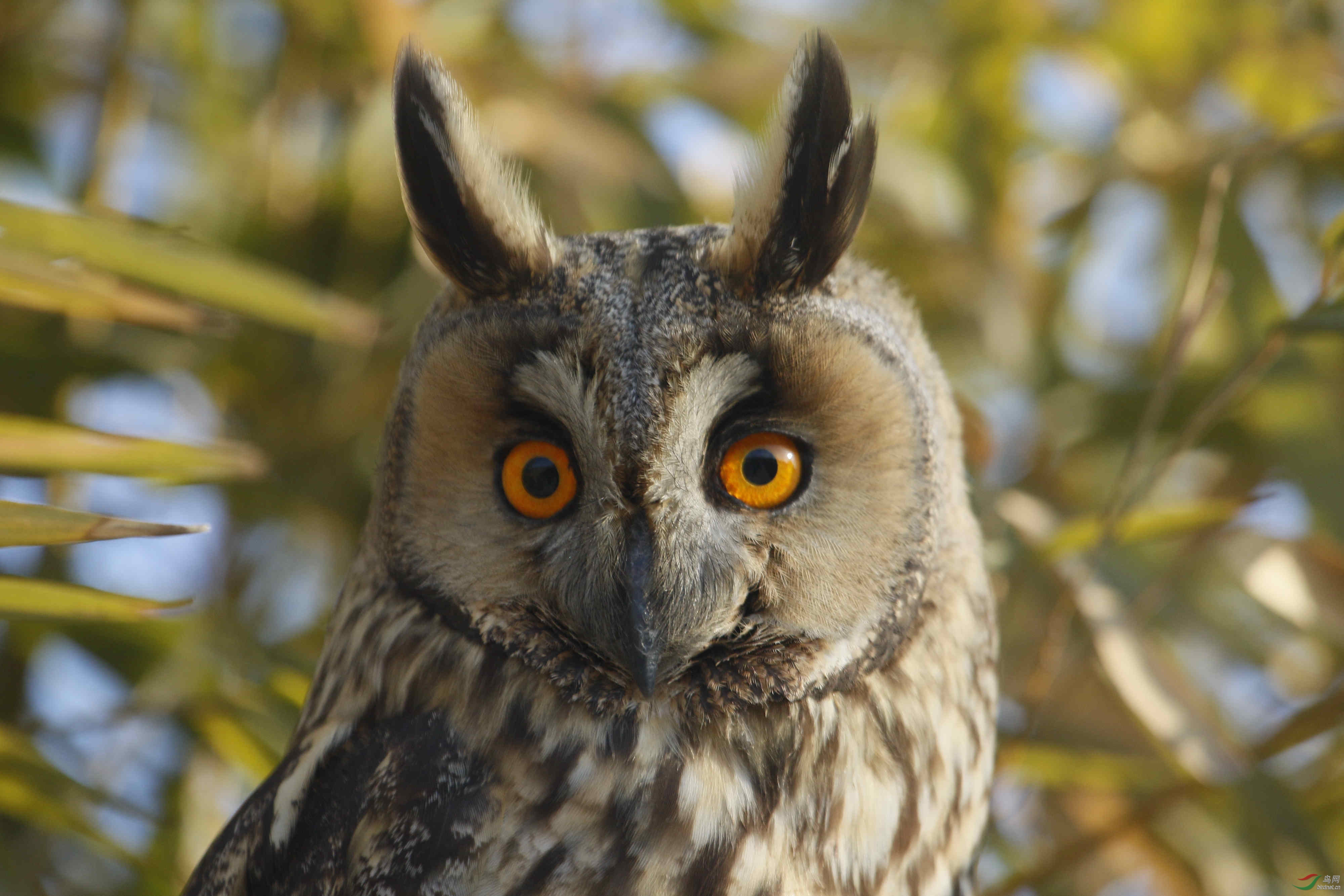 长耳鸮 - 陕西版 shanxi 鸟网