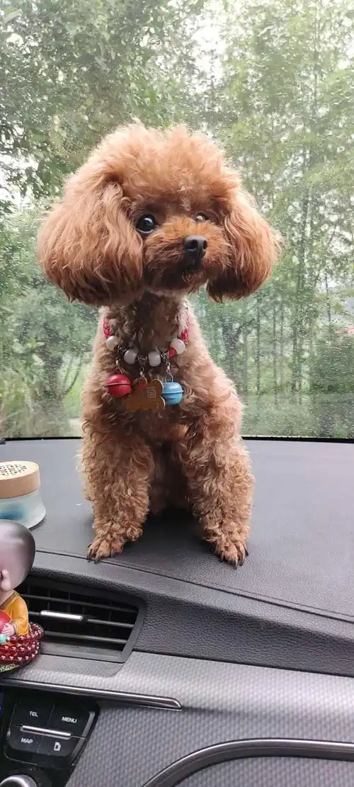 茶杯泰迪狗茶杯犬哪里有卖