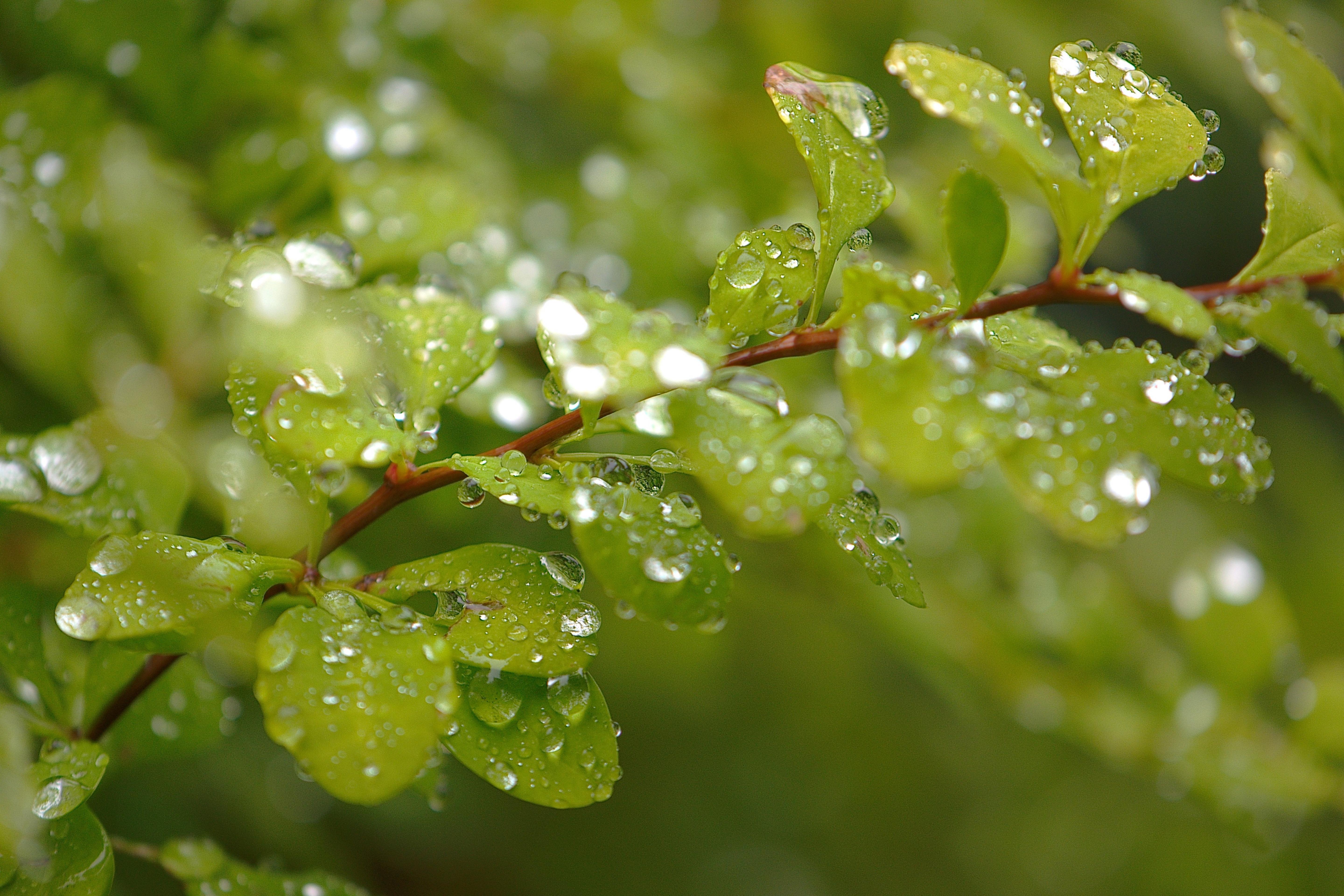 绿叶上的雨滴唯美意境绿色护眼壁纸大全