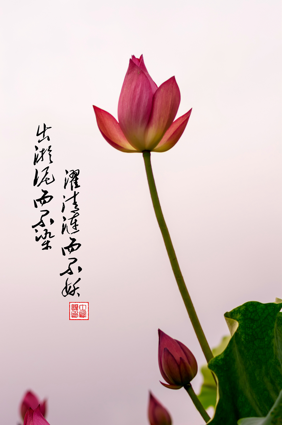 出淤泥而不染濯清涟而不妖