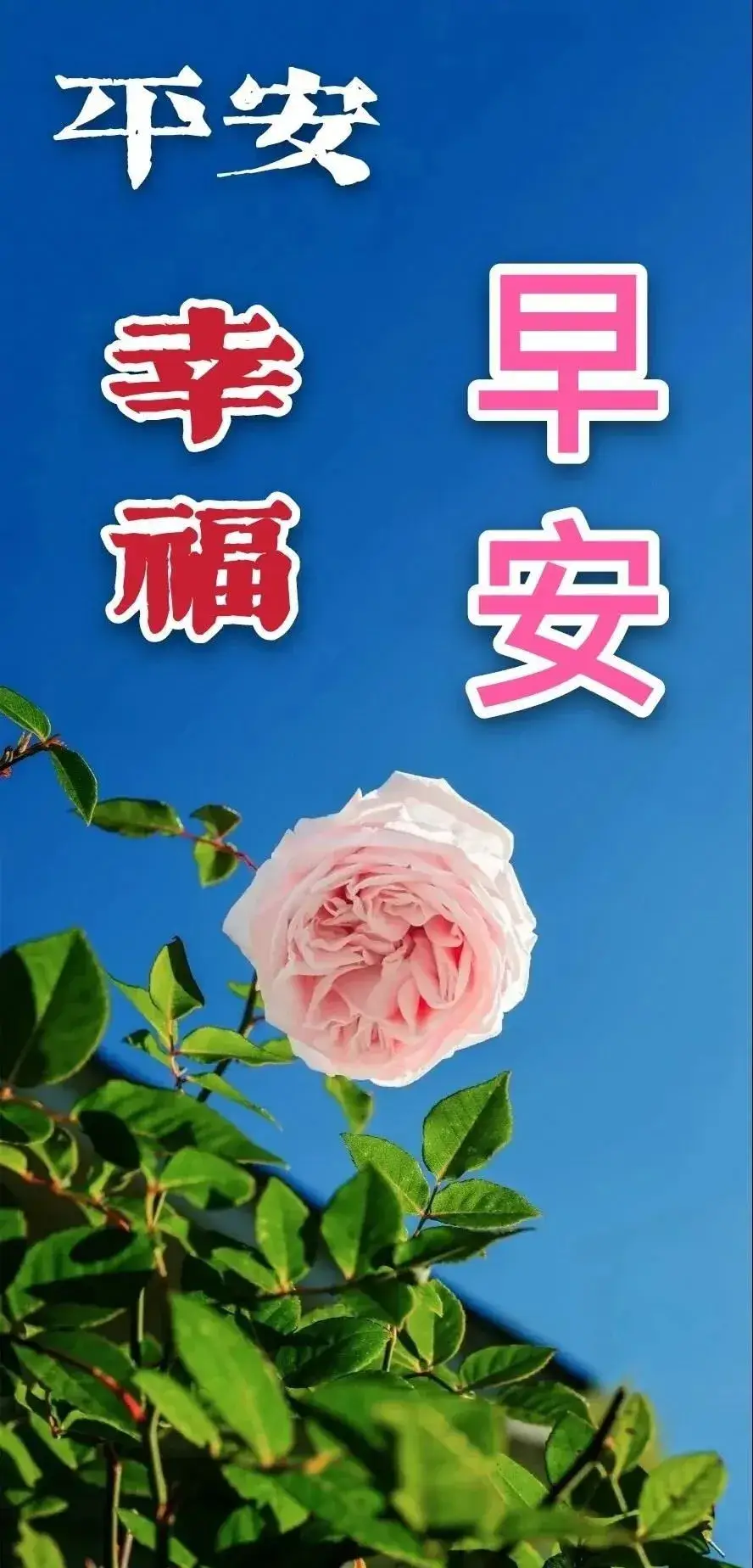 早上好表情包 早安心语唯美配图 早上好问候专辑_生活