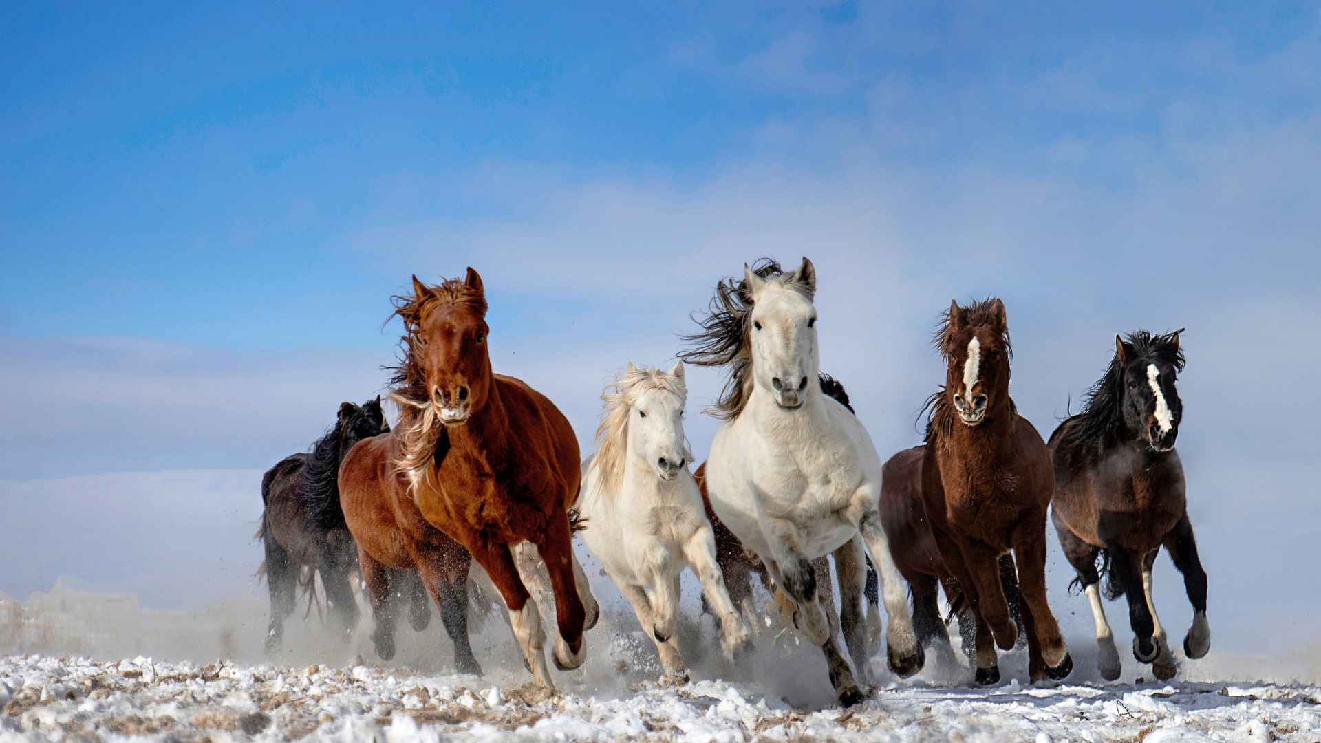 帅气马儿奔跑壁纸 马是一种非常聪明的动物 拥有惊人的长期记忆力