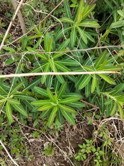 中药及基原植物科普--大戟