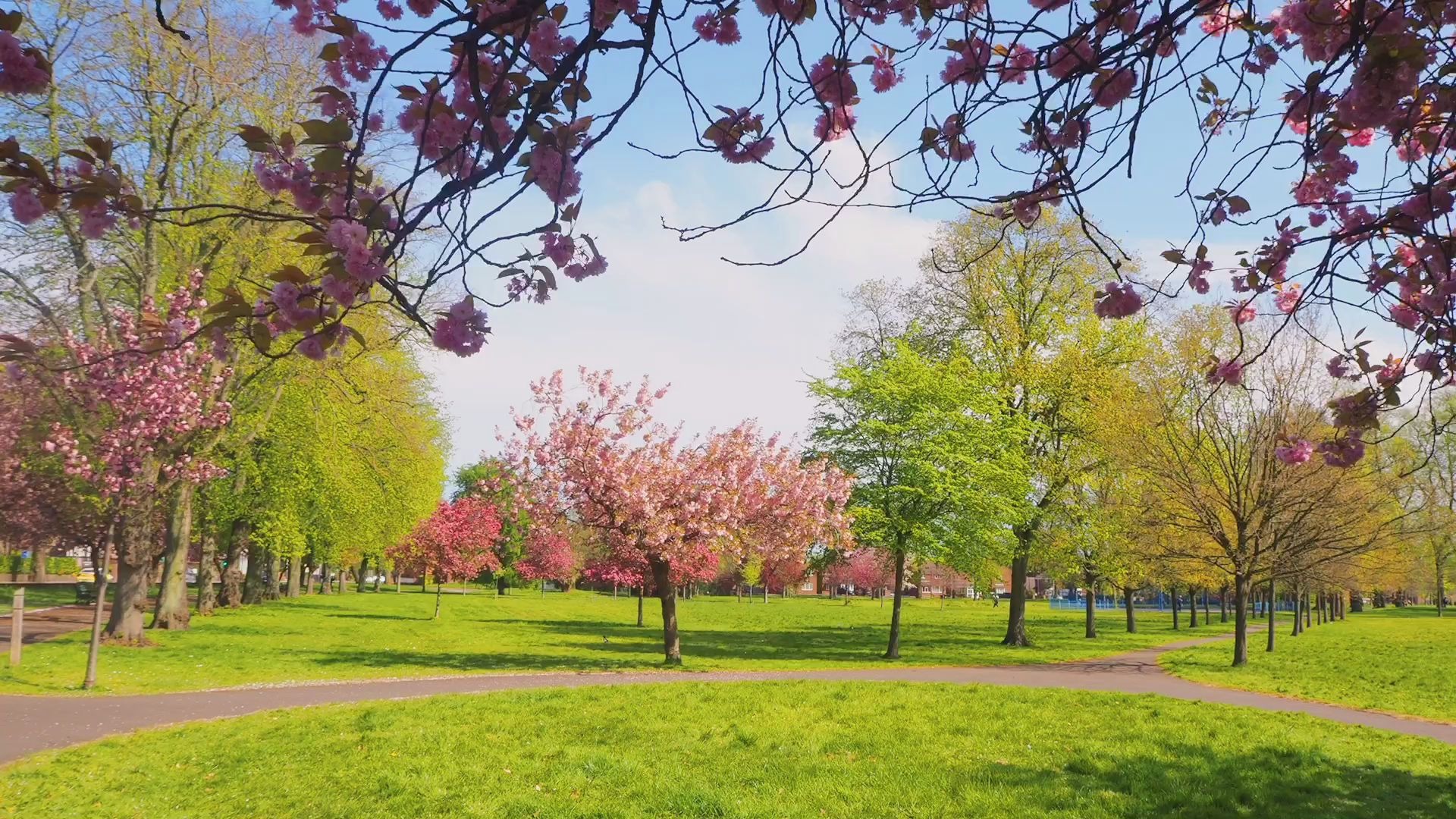 4月疫情下的英国英国春天治愈系视频英国樱花不输日本樱花胜景