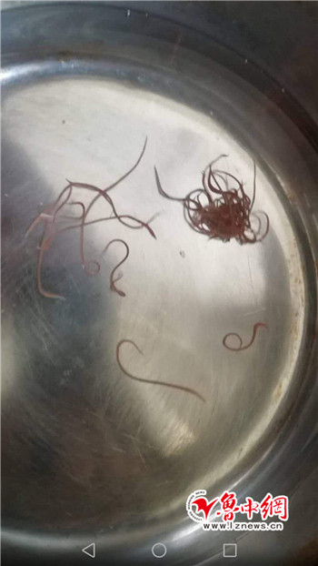 居民用水惊现"红线虫" 自来水公司称系管道污染所致
