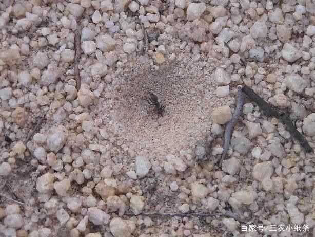 蚁狮:体长只有3厘米,价值3000元一斤,现已越来越少