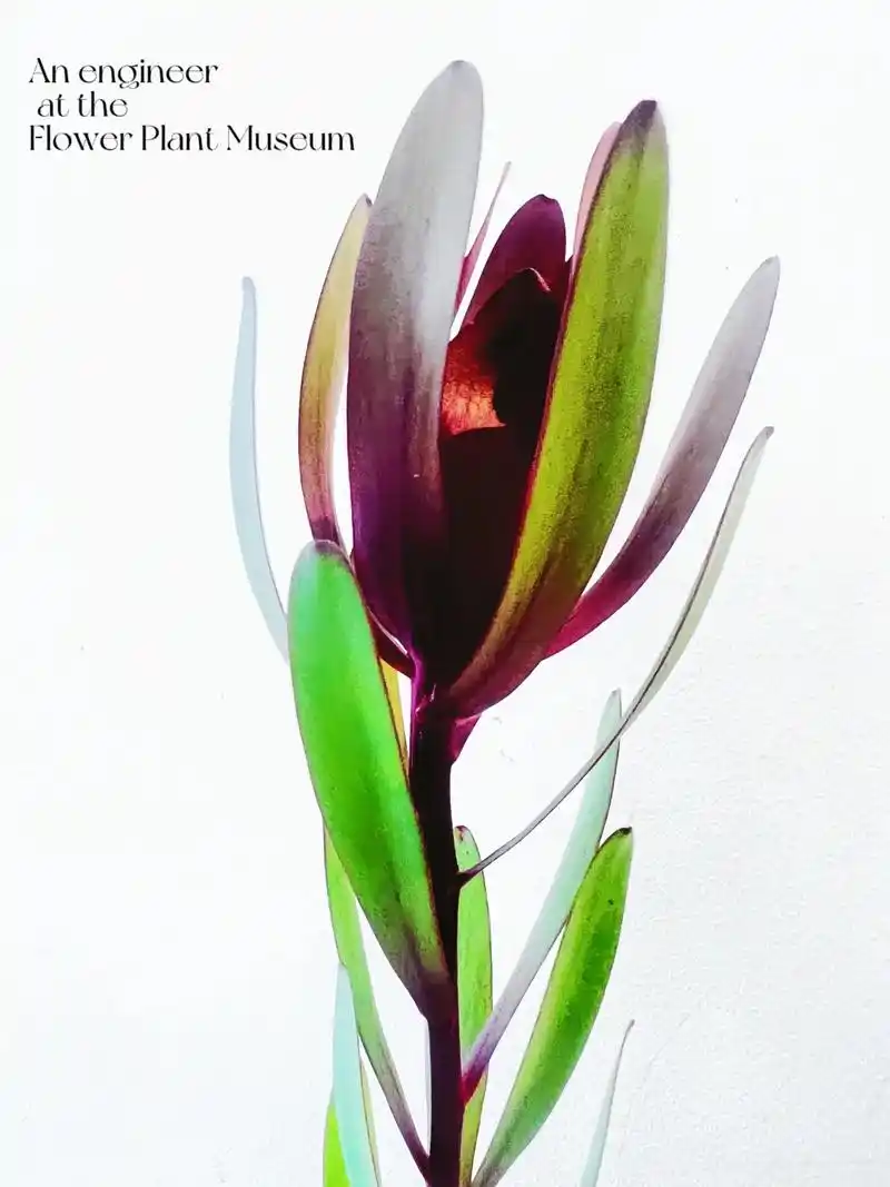 木百合.#点缀生活的鲜花 #花植 #手机摄影 #云南鲜花 # - 抖音