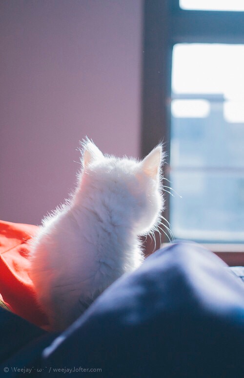 主题:艾特草粉,有没有猫的背影图 [67]收藏该贴已收藏只看楼主