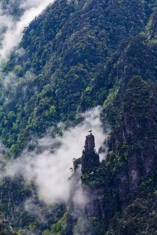 场景植物照片大全(植物照片现实图片大全)-措必培