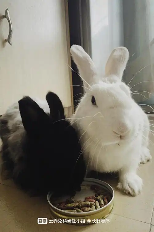 白兔和黑兔,永远不同步