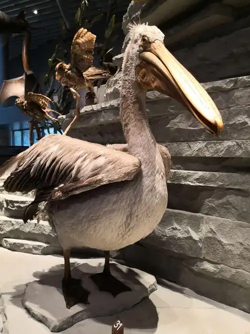 看动物标本模型,就去上海自然博物馆