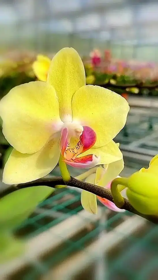 蝴蝶兰的花语:我爱你,幸福向你飞来,幸福就像飞舞的彩 - 抖音