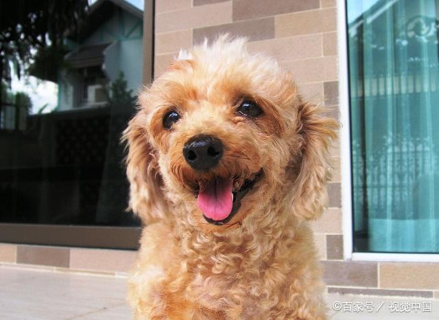 十个铲屎官九个都养过泰迪犬,如此受人喜爱的狗,它的缺点也不少